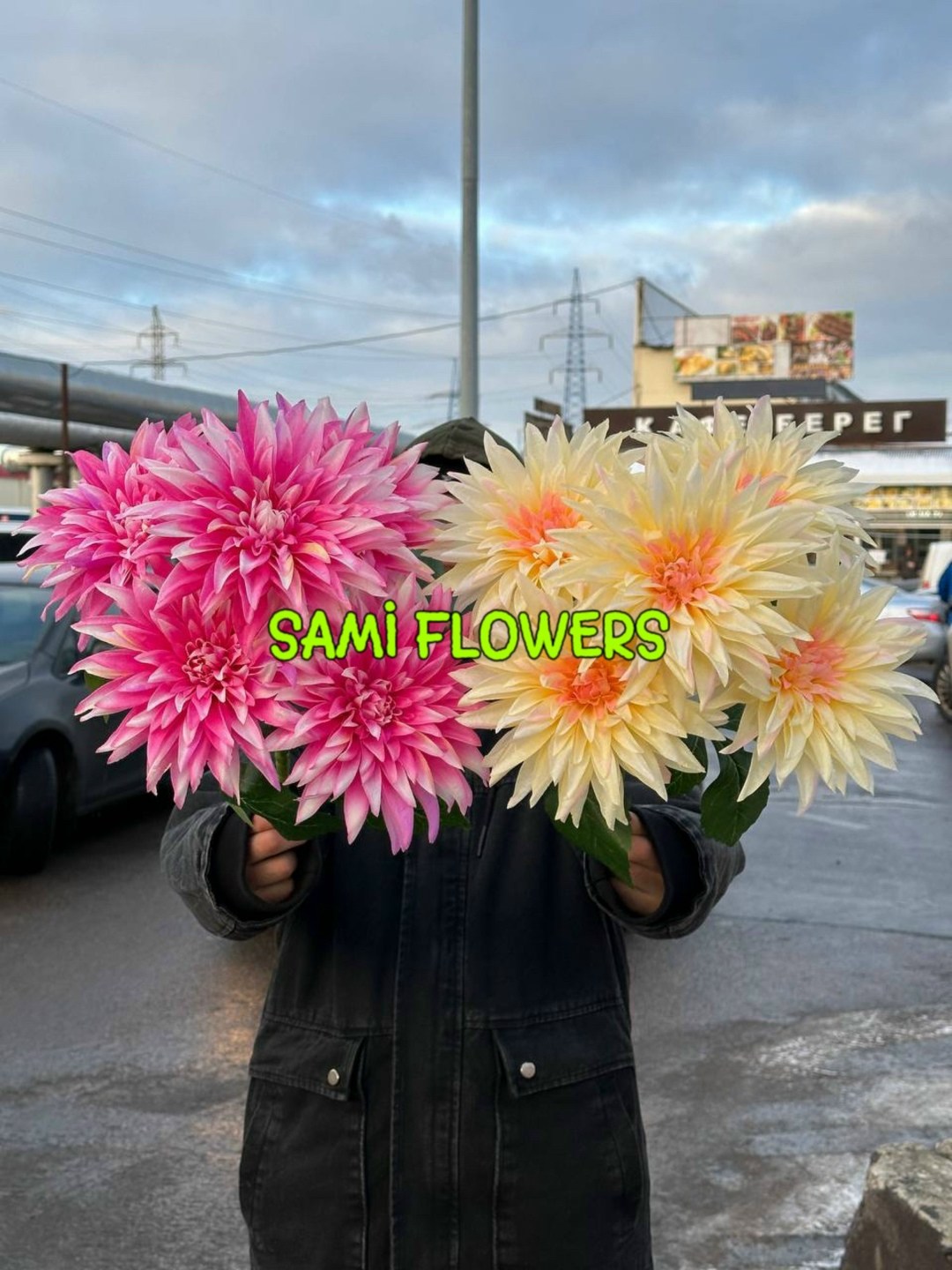 dahlia flower,георгина цветок,георгин,георгина растение,георгина дарк хорс