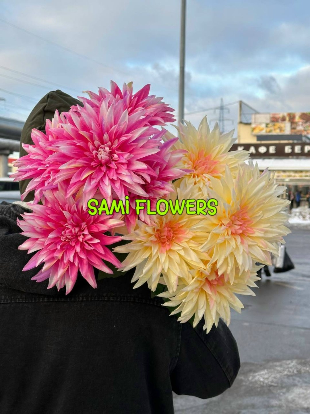 dahlia flower,георгина цветок,георгин,георгина растение,георгина дарк хорс
