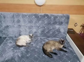 Сумка