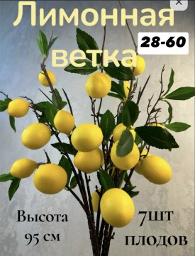 Одежда