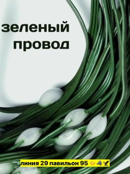 Одежда